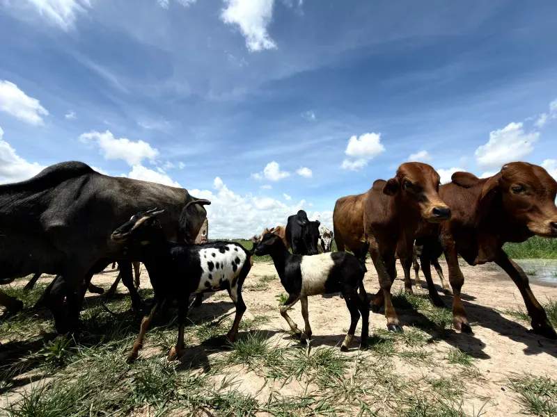 Flujo de trabajo de monitoreo de alimentación y seguimiento de la salud animal