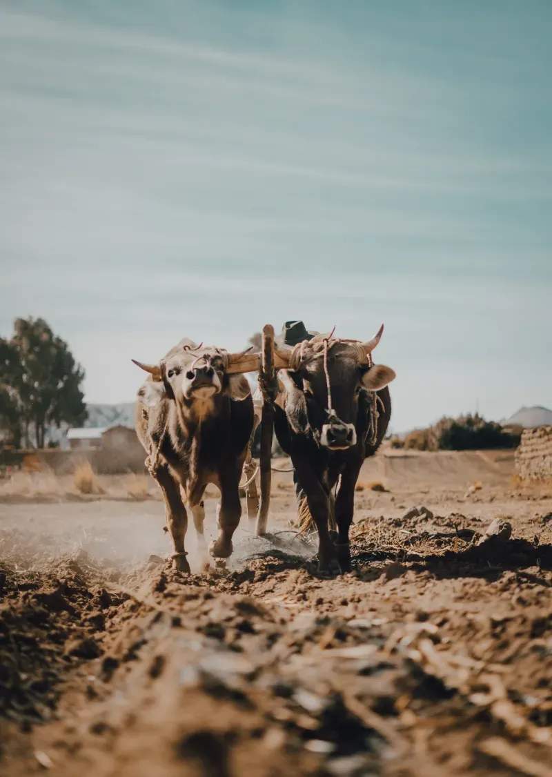 Ganadería Sierra Clara 11